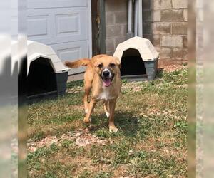 Mutt Dogs for adoption in Harrisville, WV, USA