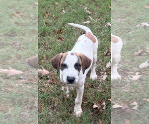Labrador Retriever-Unknown Mix Dogs for adoption in Rockaway, NJ, USA