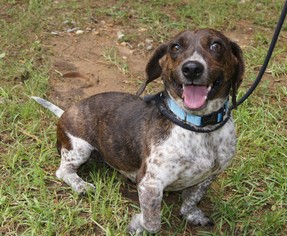 Doxle Dogs for adoption in Meridian, MS, USA