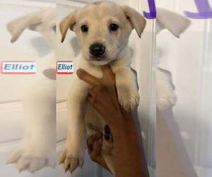 Golden Labrador Dogs for adoption in Brewster, NY, USA