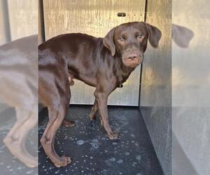Pointer-Unknown Mix Dogs for adoption in San Antonio, TX, USA