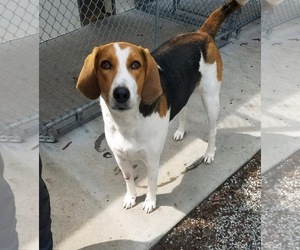 American Foxhound Dogs for adoption in Lockport, NY, USA