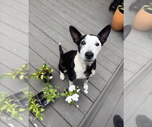 Border Collie-Unknown Mix Dogs for adoption in Springdale, PA, USA