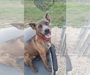 Dutch Shepherd -Unknown Mix Dogs for adoption in Monticello, IA, USA