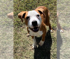 American Pit Bull Terrier-Unknown Mix Dogs for adoption in Augusta, GA, USA
