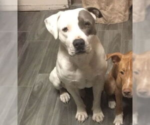 American Staffordshire Terrier Dogs for adoption in San Antonio, TX, USA