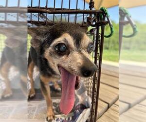 Chihuahua Dogs for adoption in San Antonio, TX, USA