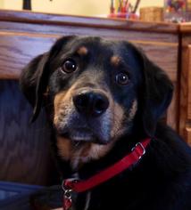 Coonhound-Unknown Mix Dogs for adoption in Bedford Hills, NY, USA