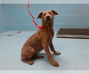 American Pit Bull Terrier-Labrador Retriever Mix Dogs for adoption in Moreno Valley, CA, USA