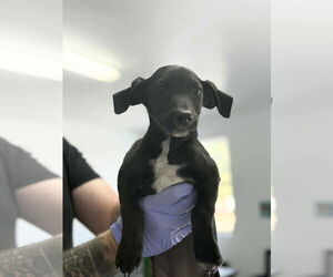 Dachshund-Unknown Mix Dogs for adoption in Arlington, WA, USA