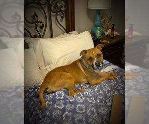 Boxer-Unknown Mix Dogs for adoption in Calhoun, GA, USA