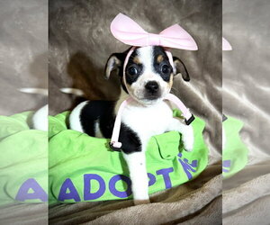 Rat Terrier Dogs for adoption in Holly Springs, NC, USA