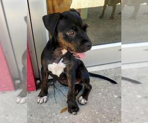 Miniature Bulldog Dogs for adoption in CRESCENT CITY, FL, USA