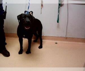 American Pit Bull Terrier-Labrador Retriever Mix Dogs for adoption in Martinez, CA, USA