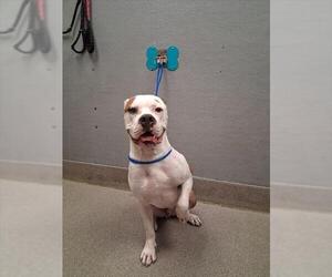 American Pit Bull Terrier-Unknown Mix Dogs for adoption in Las Vegas, NV, USA