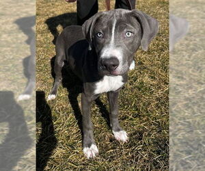 Mutt Dogs for adoption in Ogden, UT, USA