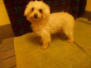 Medium Photo #1 Poodle (Toy) Puppy For Sale in Forestville, MD, USA