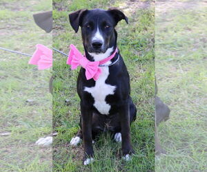 Labrador Retriever-Unknown Mix Dogs for adoption in Bandera, TX, USA