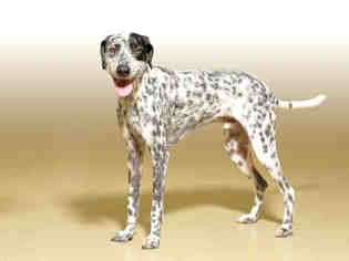 German Shorthaired Pointer Dogs for adoption in Vero Beach, FL, USA