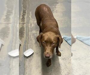 Labrador Retriever-Unknown Mix Dogs for adoption in Tallahassee, FL, USA