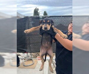 Doberman Pinscher Dogs for adoption in Stockton, CA, USA