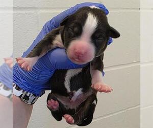 American Staffordshire Terrier-Unknown Mix Dogs for adoption in Houston, TX, USA