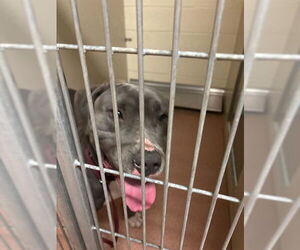 American Staffordshire Terrier Dogs for adoption in Ogden, UT, USA