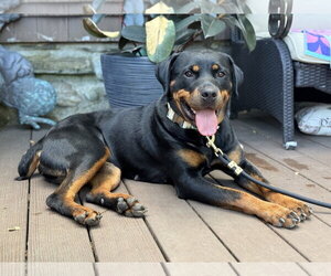 Rottweiler Dogs for adoption in Hillsboro, NH, USA