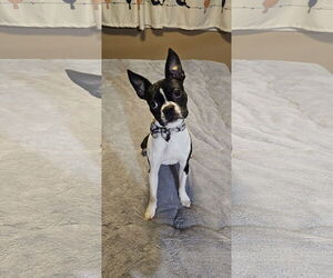 Boston Terrier-Unknown Mix Dogs for adoption in Oakhurst, NJ, USA