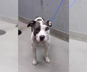 American Pit Bull Terrier-Unknown Mix Dogs for adoption in Las Vegas, NV, USA