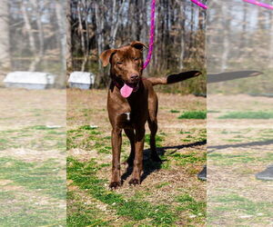 Labrador Retriever-Unknown Mix Dogs for adoption in Sparta, TN, USA