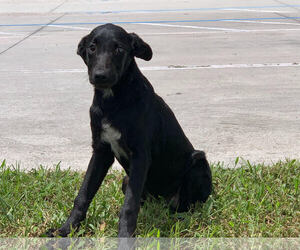 Sheprador Dogs for adoption in CRESCENT CITY, FL, USA