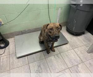 Plott Hound-Unknown Mix Dogs for adoption in Grand Prairie, TX, USA