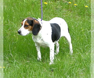 Beagle-Unknown Mix Dogs for adoption in Pittsburgh, PA, USA