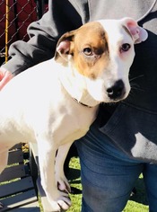 Jack Russell Terrier-Unknown Mix Dogs for adoption in Brighton, TN, USA