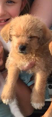 Dachsi Apso Dogs for adoption in Minneapolis, MN, USA