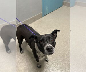 Mutt Dogs for adoption in Las Vegas, NV, USA