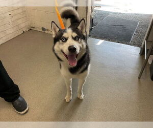 Siberian Husky Dogs for adoption in San Bernardino, CA, USA