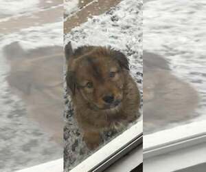 Mutt Dogs for adoption in Plainfield, IL, USA