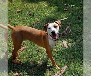 Mutt Dogs for adoption in Garland, TX, USA