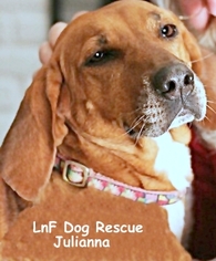 Redbone Coonhound Dogs for adoption in New Castle DE, DE, USA