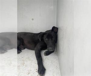 Labrador Retriever Dogs for adoption in Houston, TX, USA