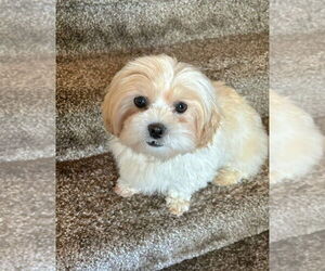 Zuchon Dogs for adoption in Lebanon, PA, USA