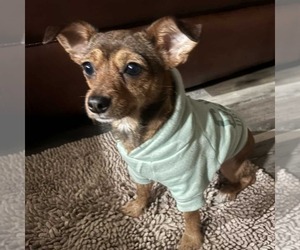 Rat-Cha Dogs for adoption in Princeton, MN, USA