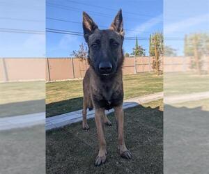 Medium Photo #3 Mutt Puppy For Sale in Redlands, CA, USA