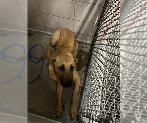 Labrador Retriever Dogs for adoption in Stockton, CA, USA