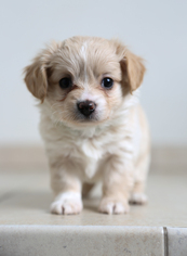 Medium Photo #1 Pekingese-Unknown Mix Puppy For Sale in Eden Prairie, MN, USA