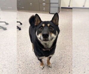 Shiba Inu Dogs for adoption in Brighton, CO, USA