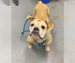 Bulldog-Unknown Mix Dogs for adoption in Peoria, IL, USA