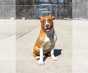 American Pit Bull Terrier-Unknown Mix Dogs for adoption in Aurora, IL, USA